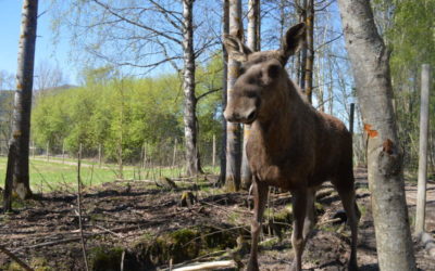 PhD opportunity: Moose in commercial forestry landscapes