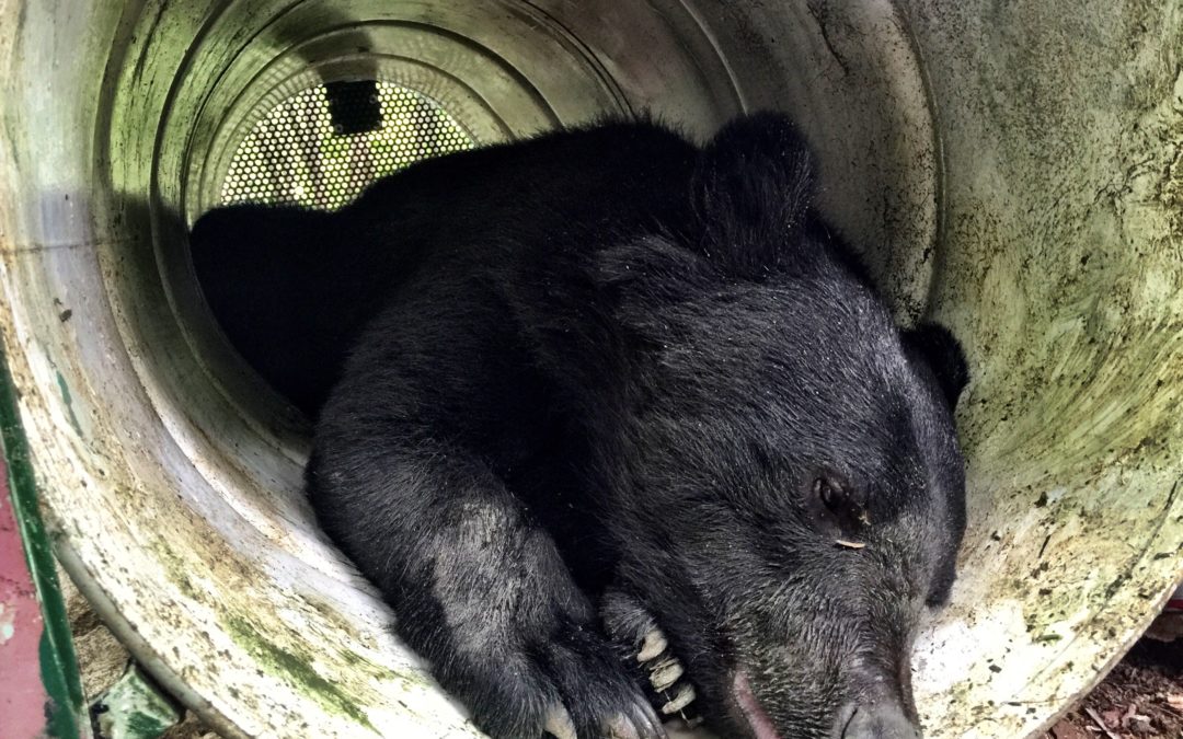 Blog report: research exchange to Tokyo – working with the Japanese Black Bear Project