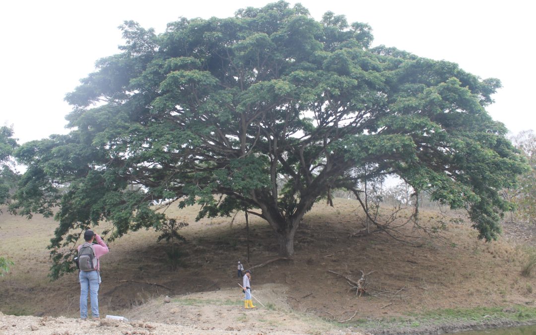 Blog report: Using Drones to Study Livestock and Trees in Ecuador