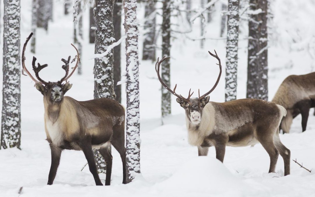 PhD position: Feeding reindeer for future free-range functionality, SLU, Sweden